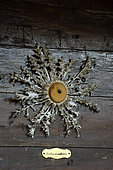 Acanthus-leaved Thistle (Carlina acanthifolia) nailed to a doorway as a lucky charm and barometers, Peyreleau, black causse, Grands Causses Regional Nature Park, Lozere, France