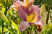 Hemerocalle 'High Lama' in bloom in a garden