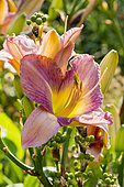 Hemerocalle 'High Lama' in bloom in a garden
