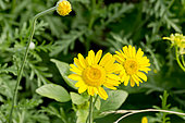 Yellow camomile in bloom in a garden