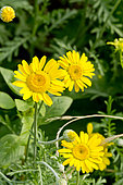 Yellow camomile in bloom in a garden