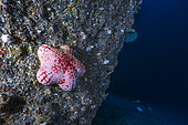 Pumpkin sea star (Astrosarkus sp.) attached to rock wall, 90 meters depth, indian Ocean, Mayotte. Possibly new species.