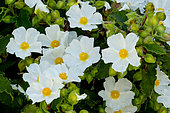 Cistus corbariensis