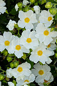 Cistus corbariensis