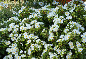 Cistus corbariensis, flowers