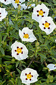 Cistus cyprius