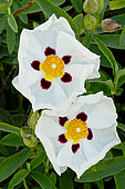 Cistus cyprius