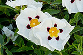 Cistus cyprius