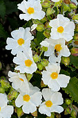 Cistus corbariensis