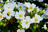 Cistus corbariensis
