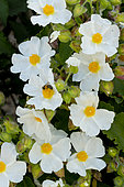Cistus corbariensis
