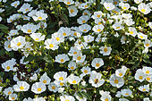 Cistus corbariensis, flowers