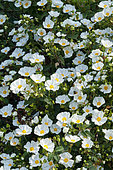 Cistus corbariensis, flowers