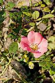 Rose tree 'Douceur Normande' in bloom in a garden