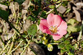 Rose tree 'Douceur Normande' in bloom in a garden