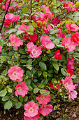 Rose tree 'Douceur Normande' in bloom in a garden