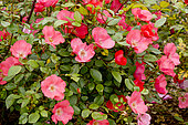 Rose tree 'Douceur Normande' in bloom in a garden