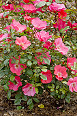 Rose tree 'Douceur Normande' in bloom in a garden
