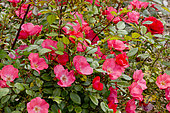 Rose tree 'Douceur Normande' in bloom in a garden