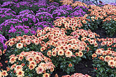 Chrysanthemums in bloom in a garden, autumn, Germany