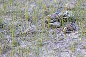 Stone-curlew (Burhinus oedicnemus) hidding on the ground, Danube Delta, Romania