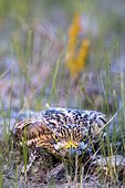 Stone-curlew (Burhinus oedicnemus) hidding on the ground, Danube Delta, Romania