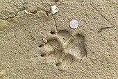 Footprint of Wolf and 1 quarter coin, Denali National Park, Alaska, USA