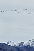 Sandhill crane (Grus canadensis) in migratory flight, Denali National Park, Alaska, USA
