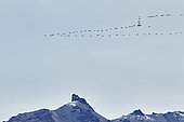 Sandhill crane (Grus canadensis) in migratory flight, Denali National Park, Alaska, USA