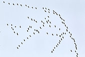 Sandhill crane (Grus canadensis) in migratory flight, Denali National Park, Alaska, USA