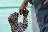 3-month-old leopard cub (Panthera pardus nimr) giving its paw to its caregiver, Saudi Arabia
