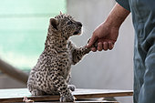 3-month-old leopard cub (Panthera pardus nimr) giving its paw to its caregiver, Saudi Arabia