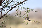 Spotted flycatcher (Muscicapa striata), Saudi Arabia