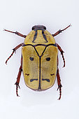 Flower chafer (Pachnoda picturata) on white background, Saudi Arabia