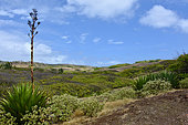 Early flowering of an Agave, La Désirade, Guadeloupe