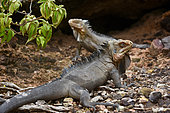 Lesser Antillean Iguana (Iguana delicatissima), La Désirade Nature Reserve, Guadeloupe