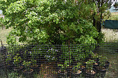 Guaiac (Acacia spirorbis), plantation for regeneration and repopulation, La Désirade, Guadeloupe
