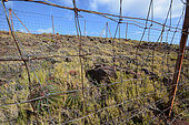 Protection of the Tuk's cap Cactus (Melocactus intortus) on the geological reserve, La Désirade, Guadeloupe