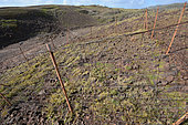 Protection of the Tuk's cap Cactus (Melocactus intortus) on the geological reserve, La Désirade, Guadeloupe