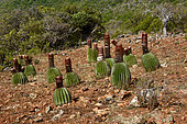Turk's cap (Melocactus intortus), La Desirade, Guadeloupe