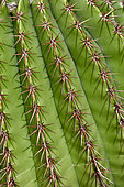 Turk's cap (Melocactus intortus), La Desirade, Guadeloupe