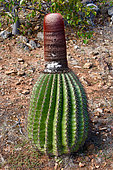 Turk's cap (Melocactus intortus), La Desirade, Guadeloupe