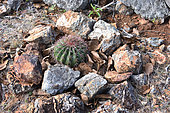 Turk's cap (Melocactus intortus), La Desirade, Guadeloupe