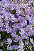 Aster ericoides 'Pink Star'