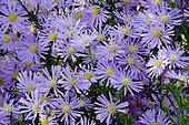 Aster ericoides 'Pink Star'