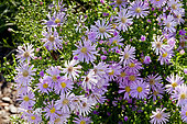Aster ericoides 'Pink Star'