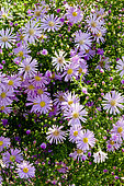 Aster ericoides 'Pink Star'