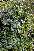Aster ericoides 'Schneegitter'