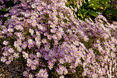 Aster ericoides 'Pink Star'