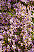 Aster ericoides 'Pink Star'